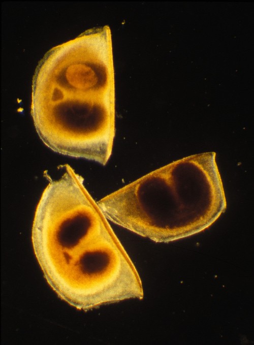 Покоящиеся яйца ракообразных, внутри видны эмбрионы